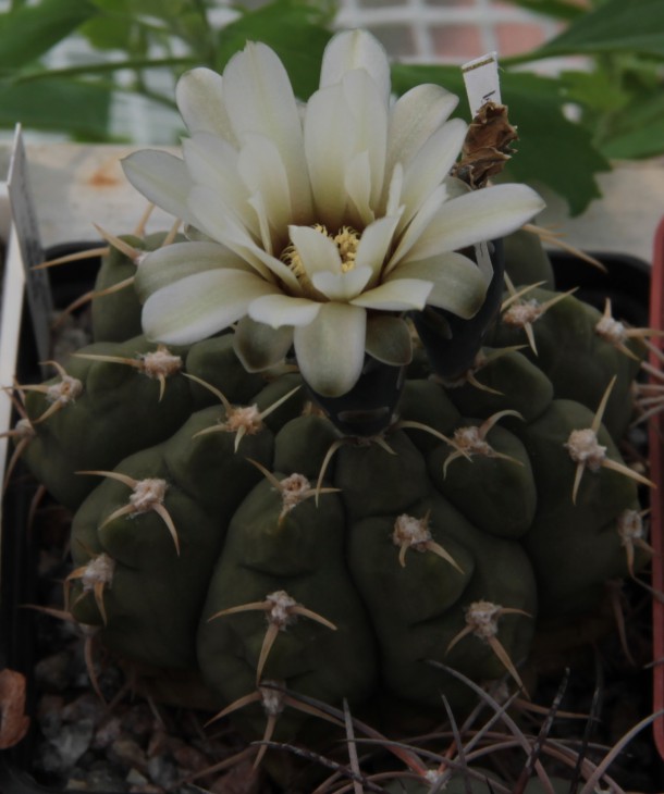 Gymnocalycium vatteri