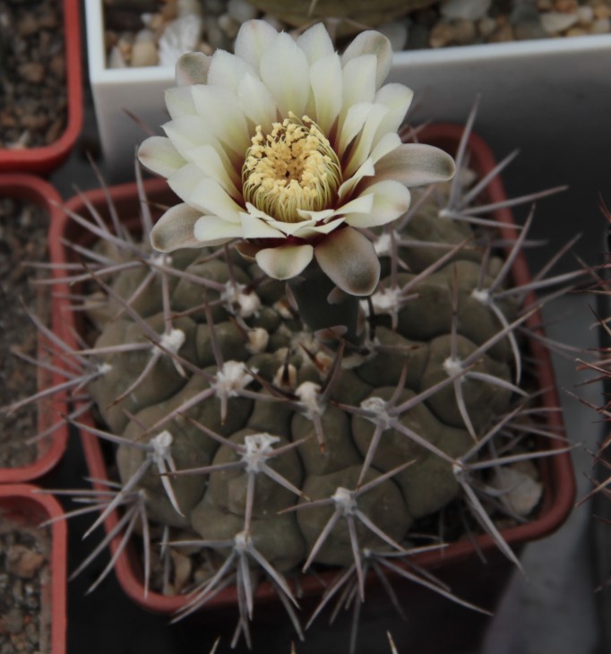 Gymnocalycium sp