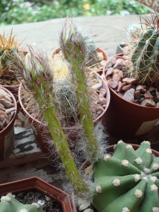 Echinopsis subdenudata