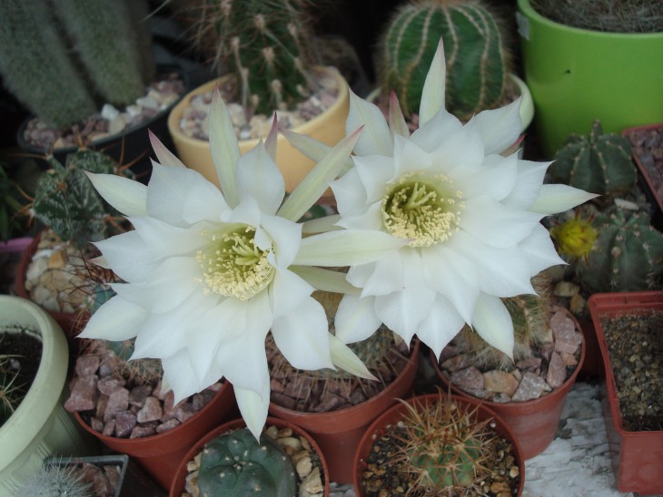 Echinopsis subdenudata