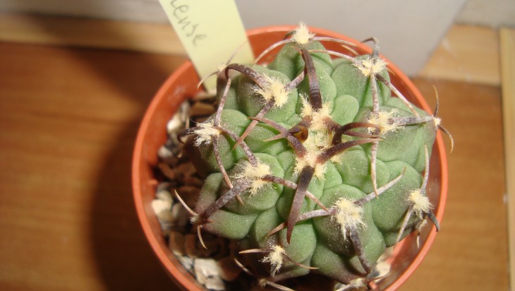 G. vatterii v. altautinense