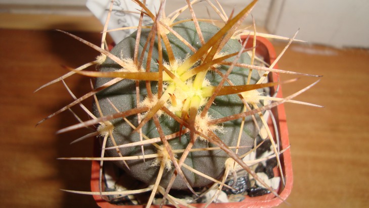 G. cardenasianum