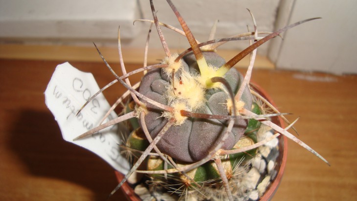 G. armatum VS 300