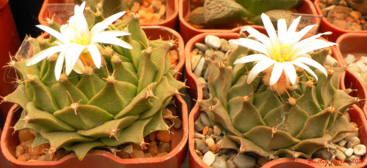 Obregonia	denegrii