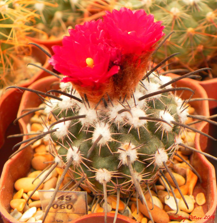 Parodia	subterranea