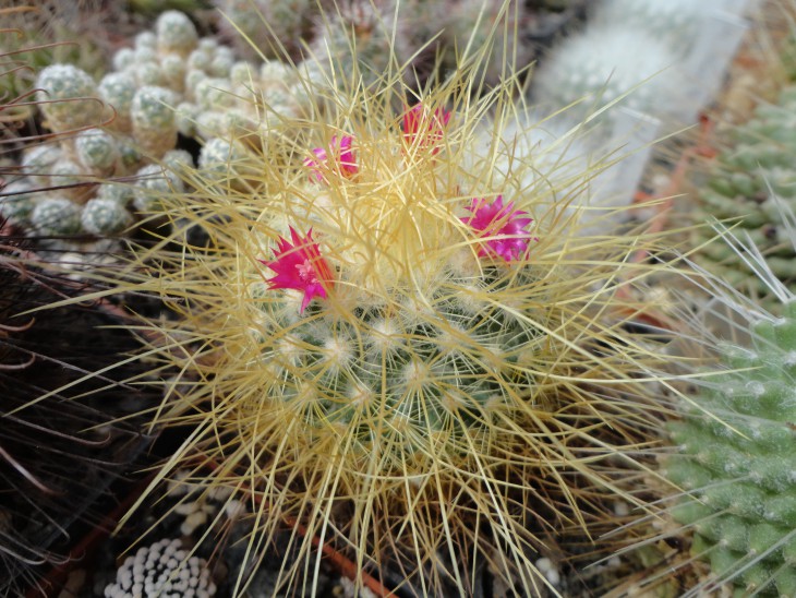 Mammillaria pringlei