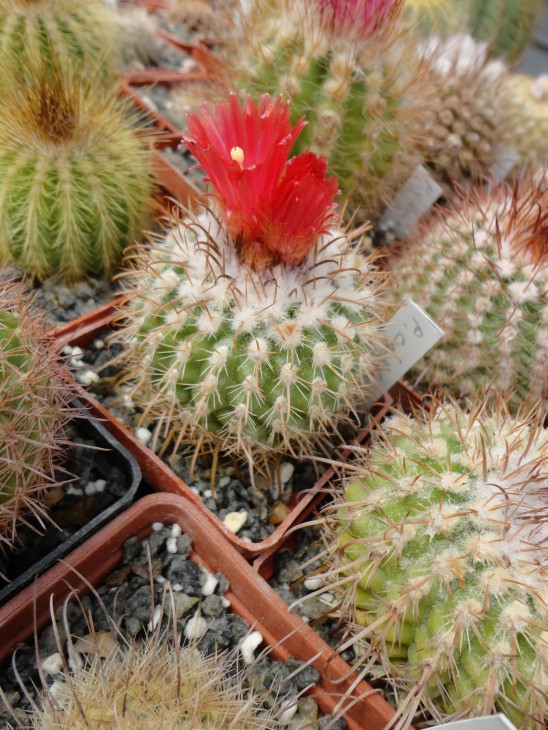 Parodia castanea