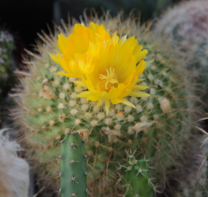 Parodia mutabilis