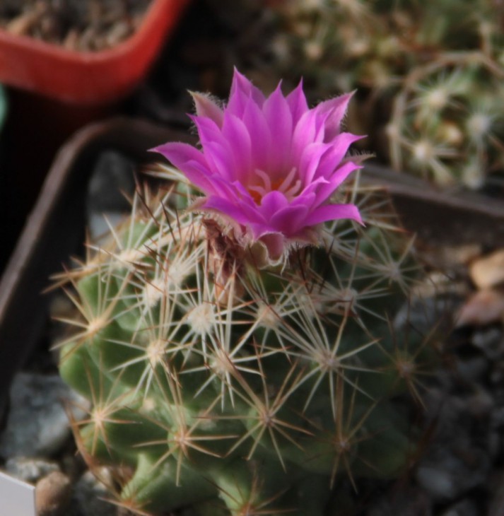 Escobaria hesteri