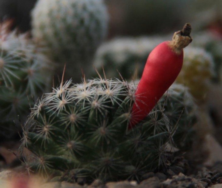 Mammillaria coahuilensis