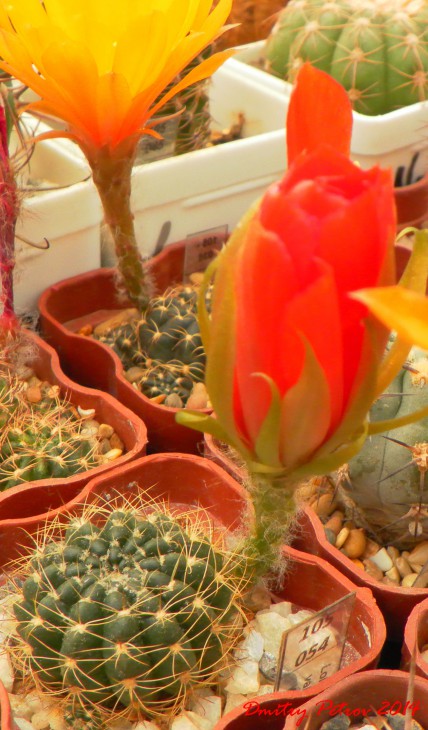 тоже L. arachnacantha, почему-то ни разу не раскрывала цветки.