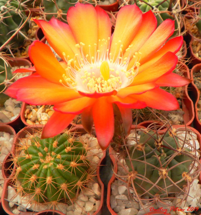 Lobivia	haematantha	hualfinensis WR146