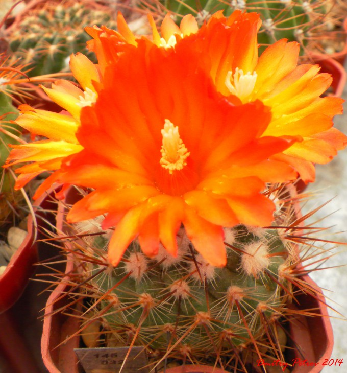 Parodia	faustiana				SE47 Quebrada del Torro,Salta