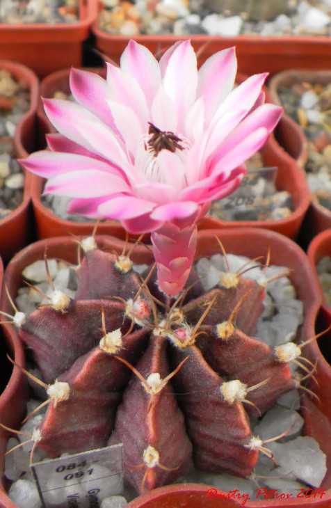 Gymnocalycium	friedrichii cv.`Violet`