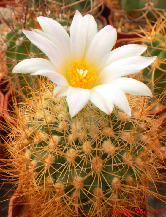 Gymnocactus	knuthianus