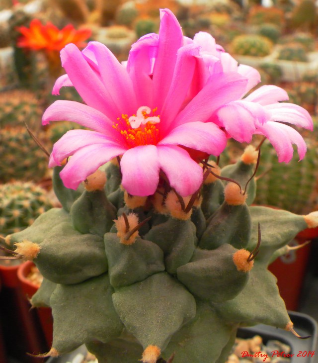 Turbinicarpus	alonsoi (&quot;московской селекции&quot; :-)   )