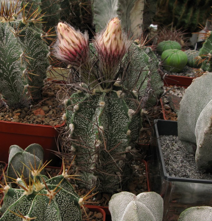 Astrophytum capricorne