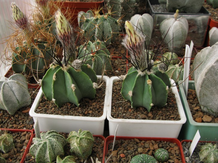 Astrophytum senile