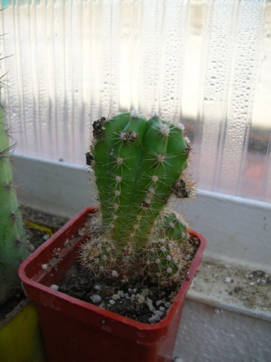 eps werdermannii_seedling_in 5sm_pot.JPG