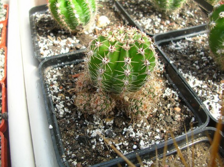 eyriesii_ pot 9 sm