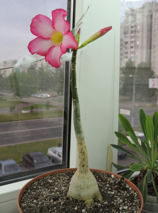 DSCN2884.JPG