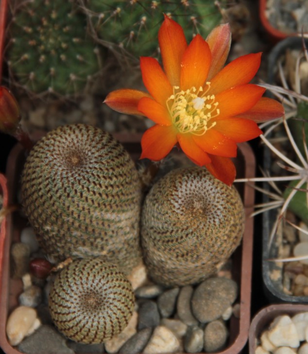Aylostera heliosa