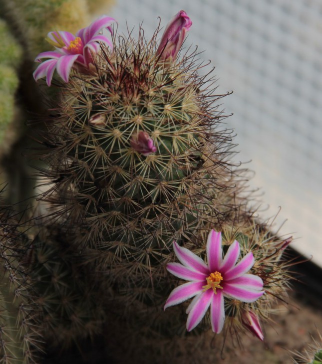 Mammillaria blossfeldiana