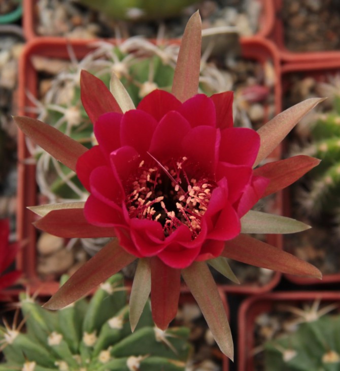 Lobivia sp.2