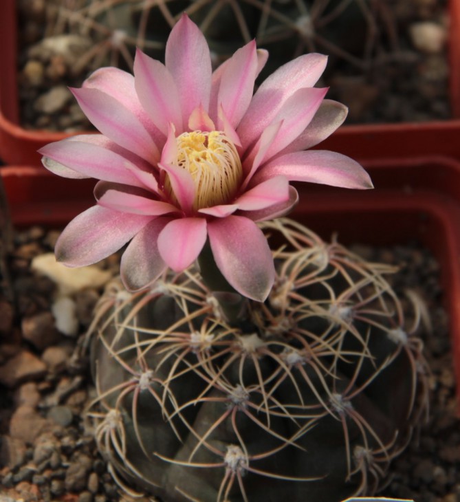 Gymnocalycium baldianum розовый цветок