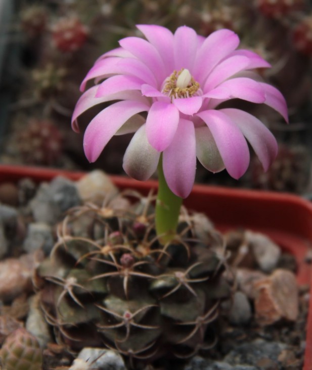 Gymnocalycium damsii var. tucavocense