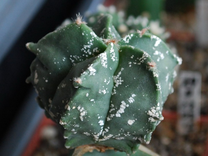 A. myr. cv. Kikko