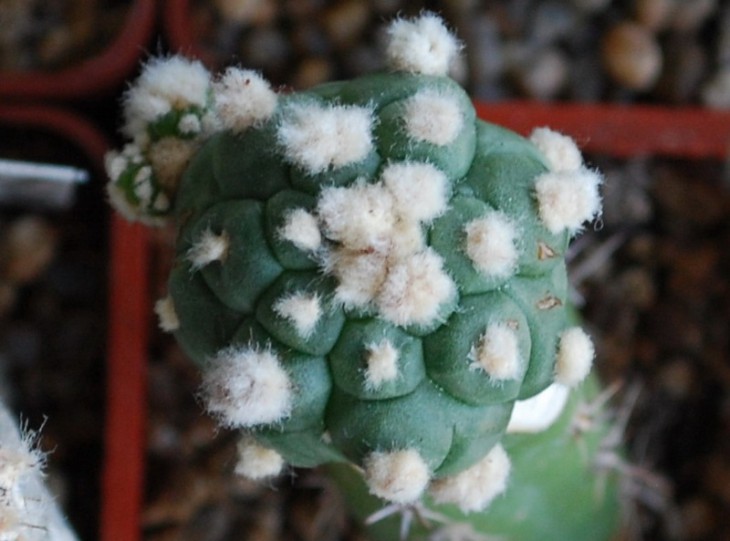 A. ast. cv. Kikko
