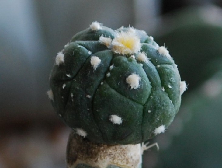 A. ast. cv. Kikko