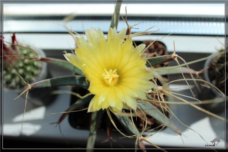 Leuchtenbergia_sp