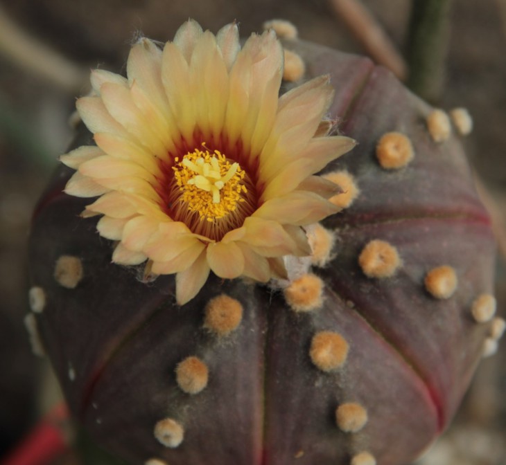 A. asterias nudum