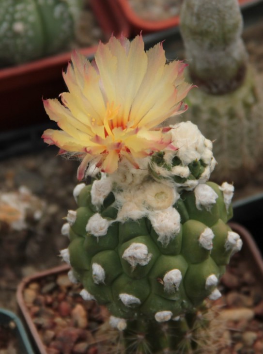 A.asterias Kikko