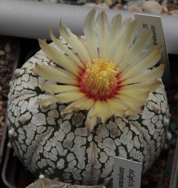 A.asterias Superkabuto