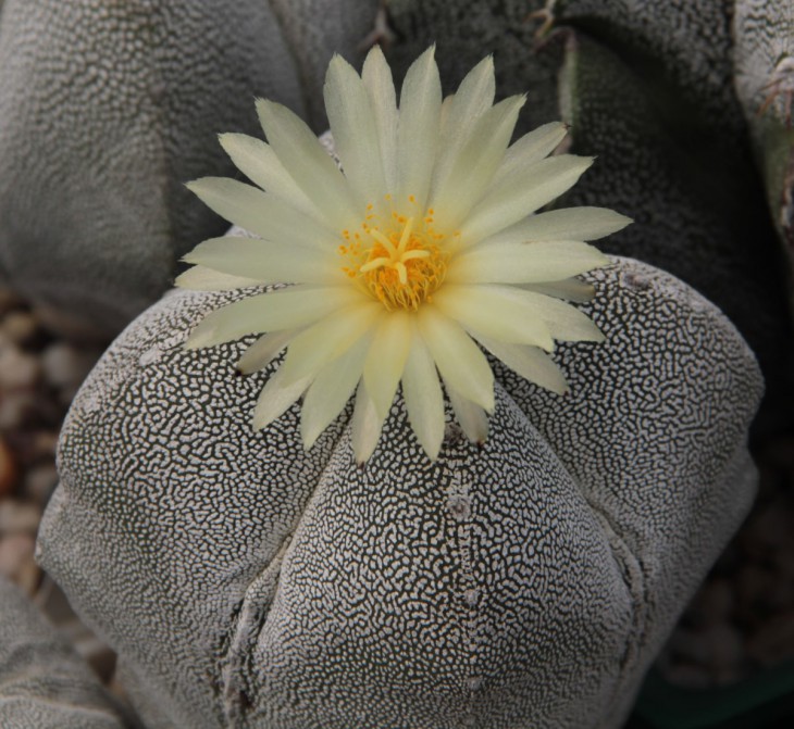 A. myriostigma Onzuka