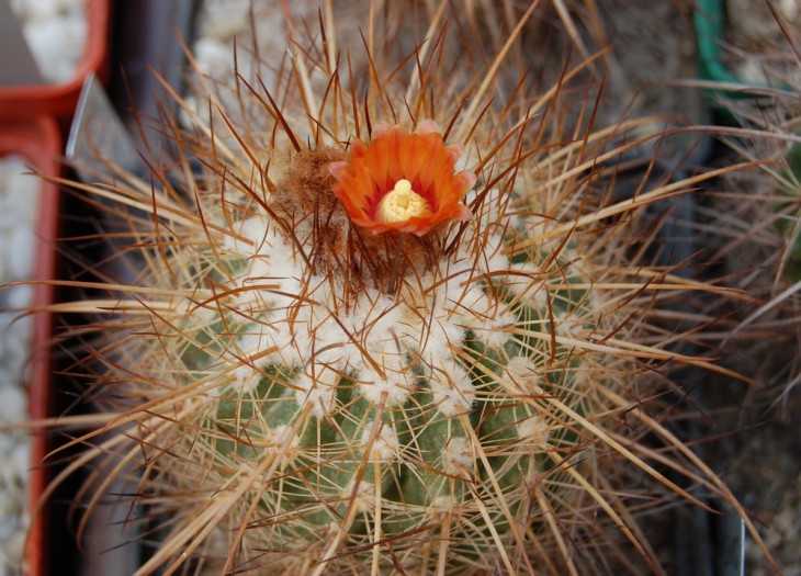Parodia rauschii