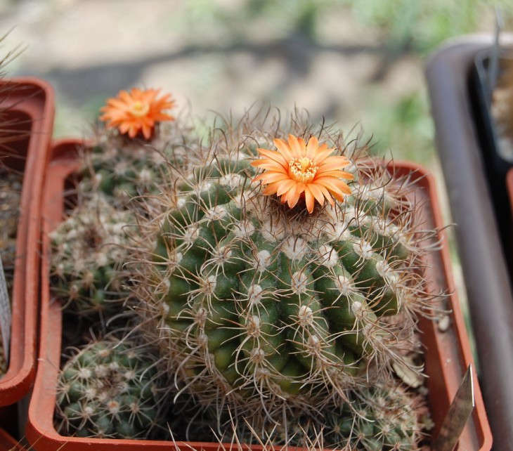 Parodia mairanana