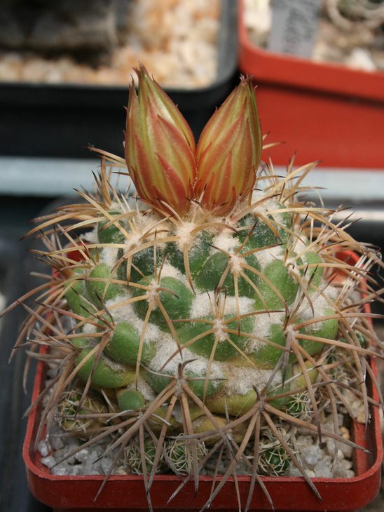 Coryphantha sulcolanata