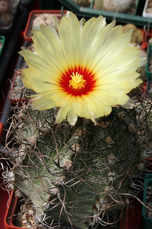 Astrophytum capricorne