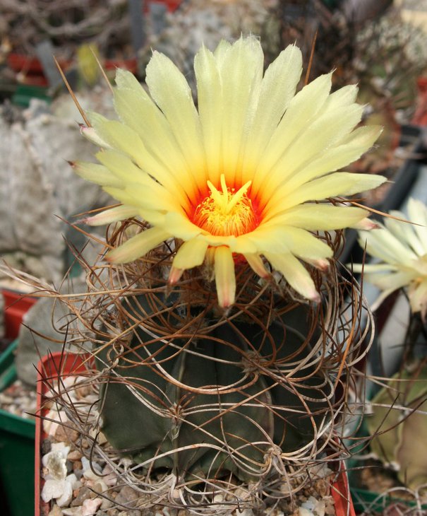 Astrophytum senile aureum