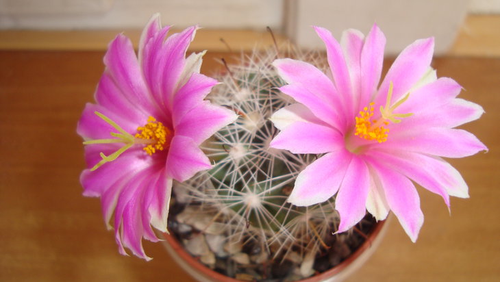 Mammillaria boolii (первое цветение)