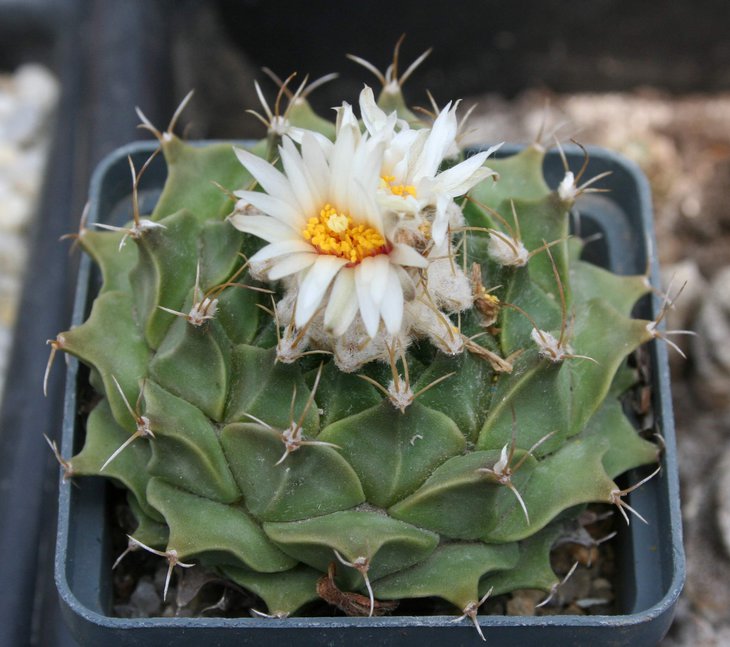 Obregonia denegrii