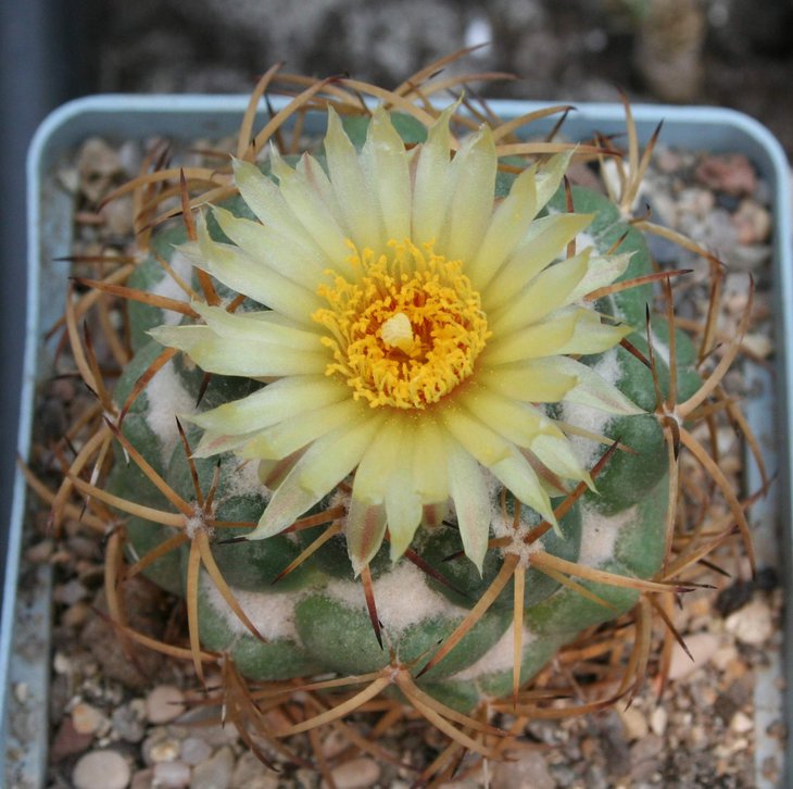 Coryphantha bumamma