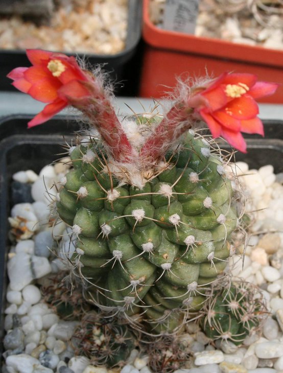 Matucana paucicostata