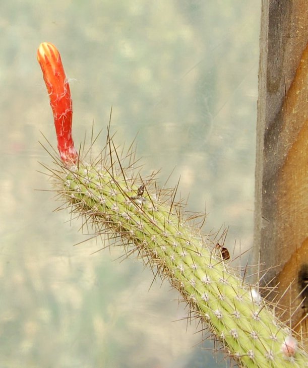 Cleistocactus viridiflorus