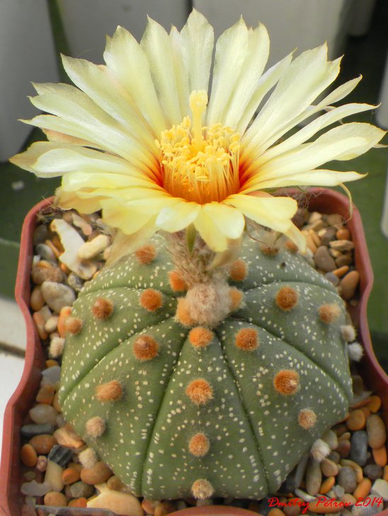 A.asterias