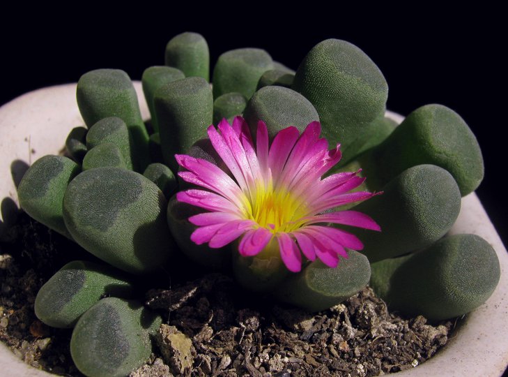 Frithia pulchra..jpg